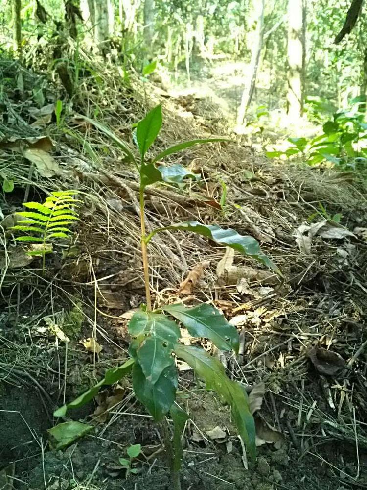 tree image