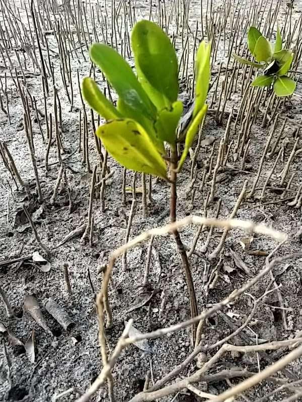 tree image