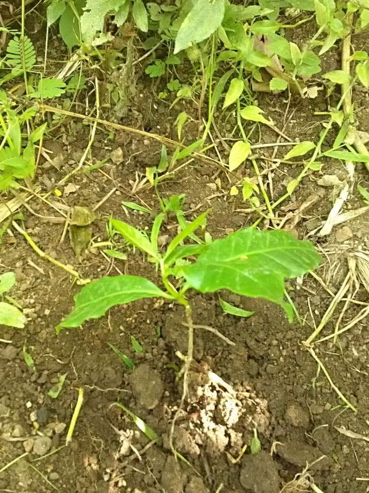 tree image