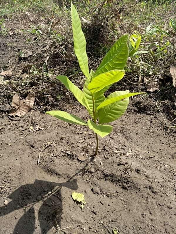 tree image