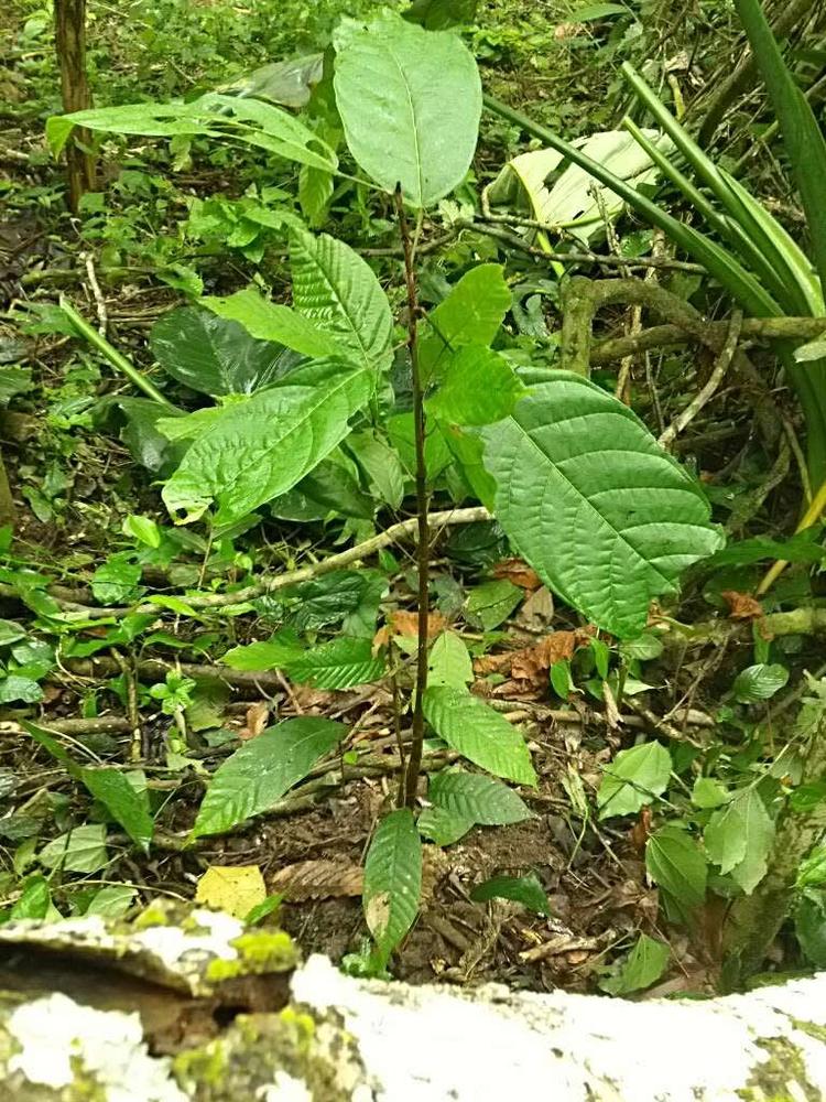 tree image