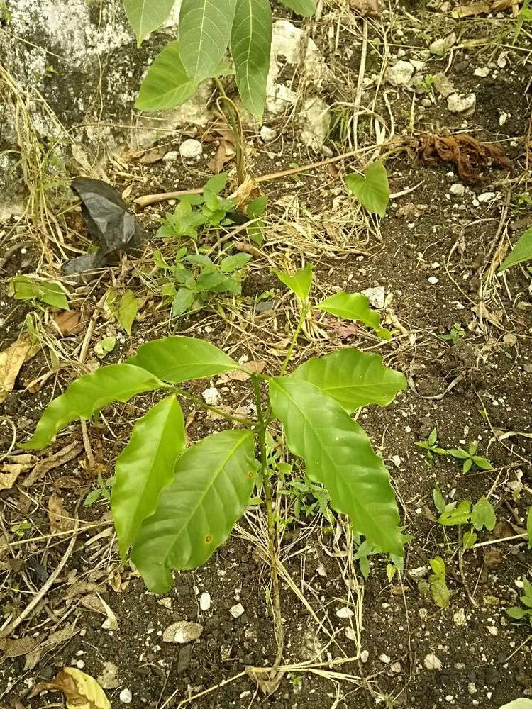 tree image
