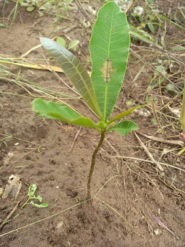tree image