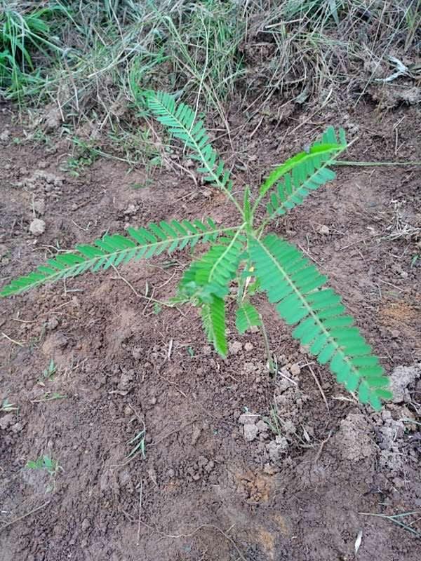 tree image