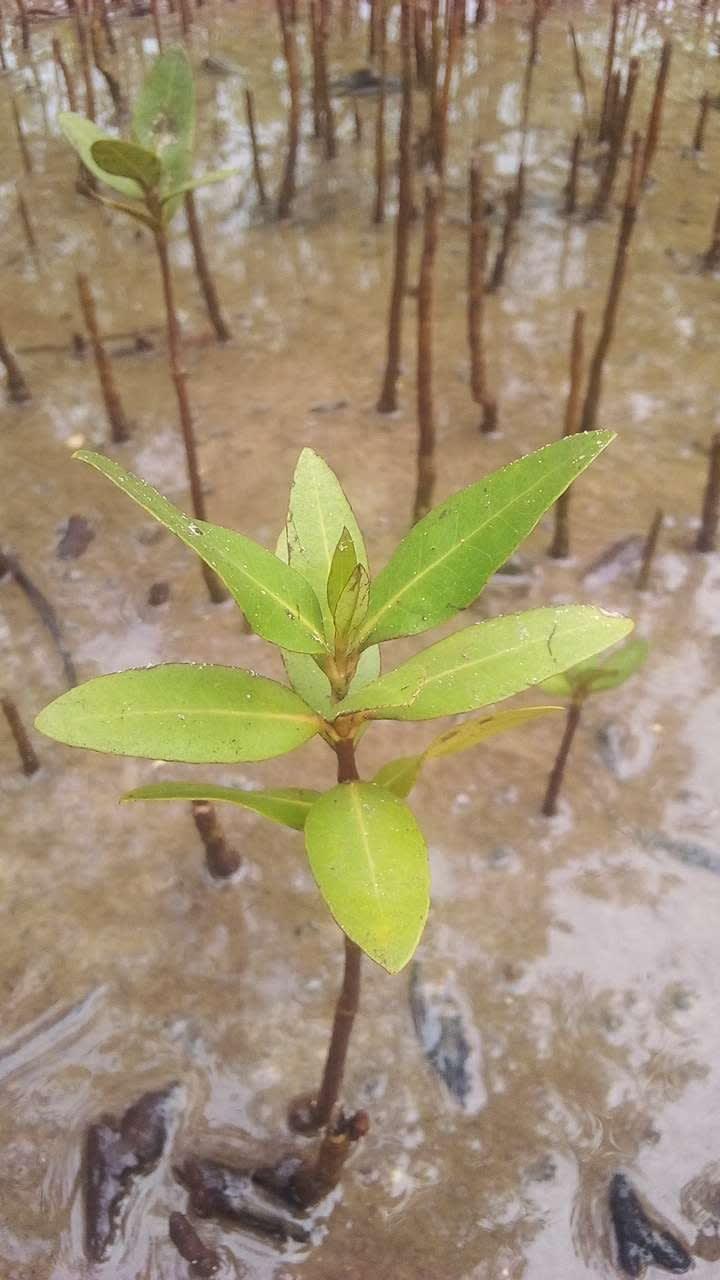 tree image