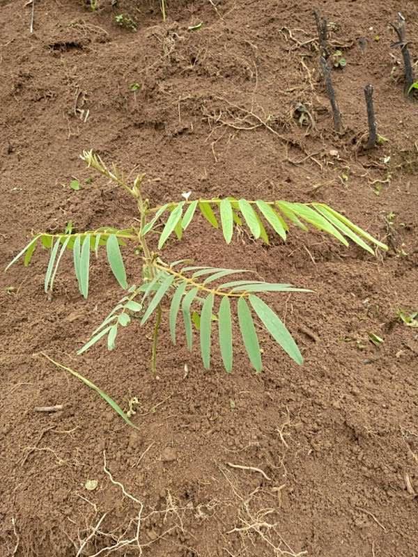 tree image