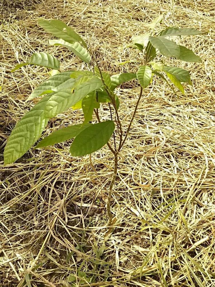 tree image