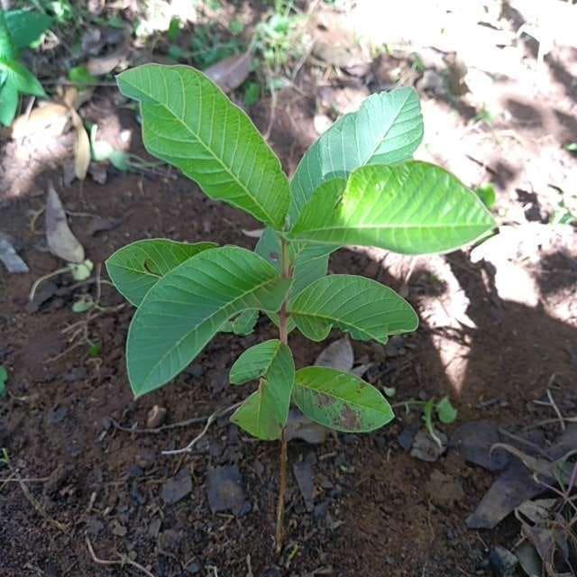 tree image