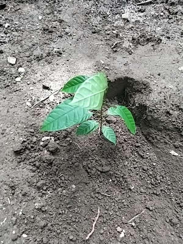 tree image
