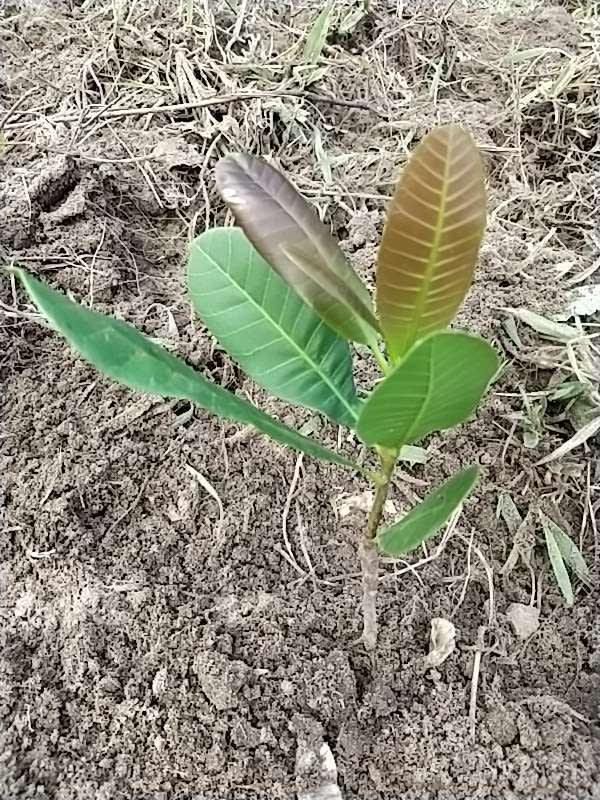 tree image