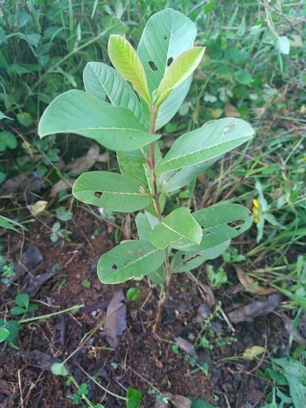 tree image