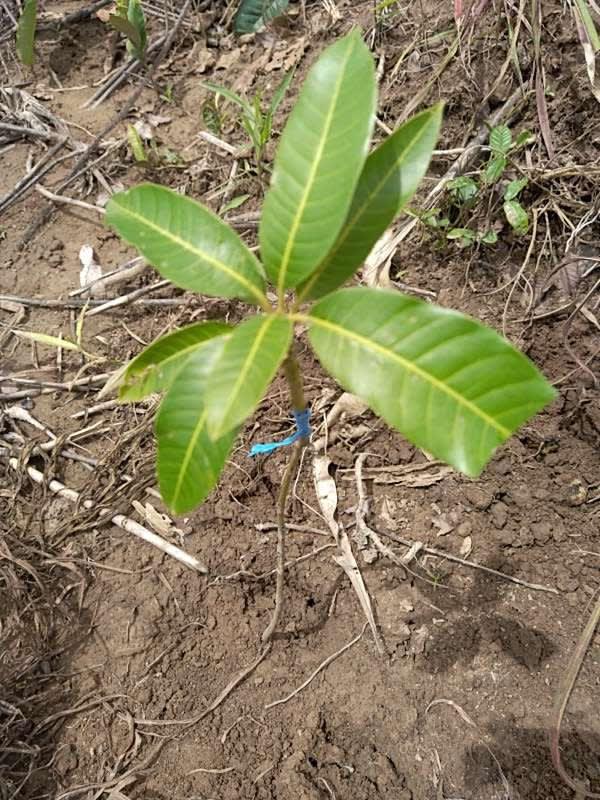 tree image