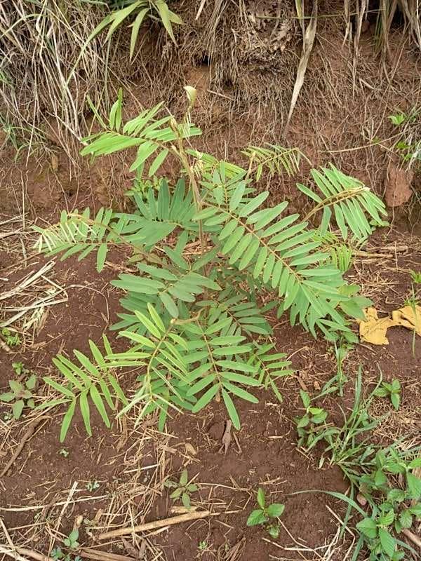 tree image