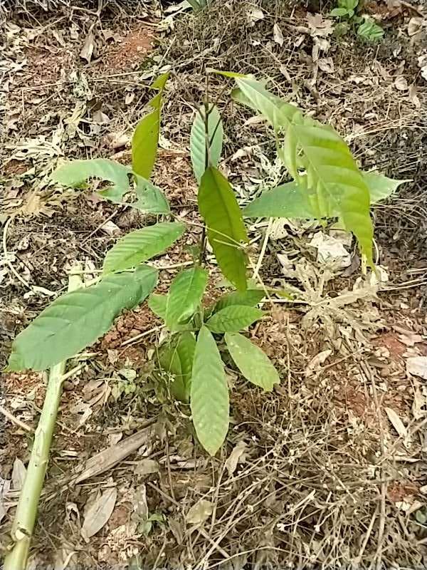 tree image