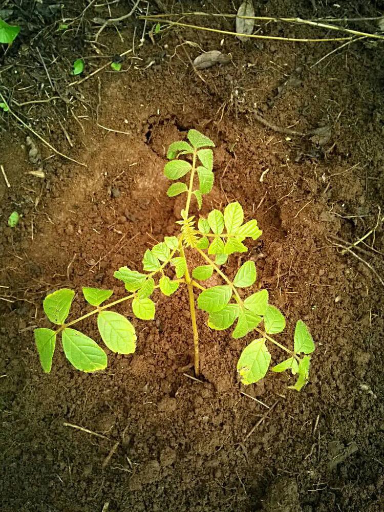 tree image
