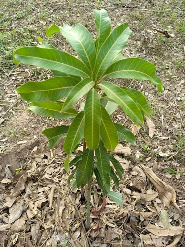 tree image