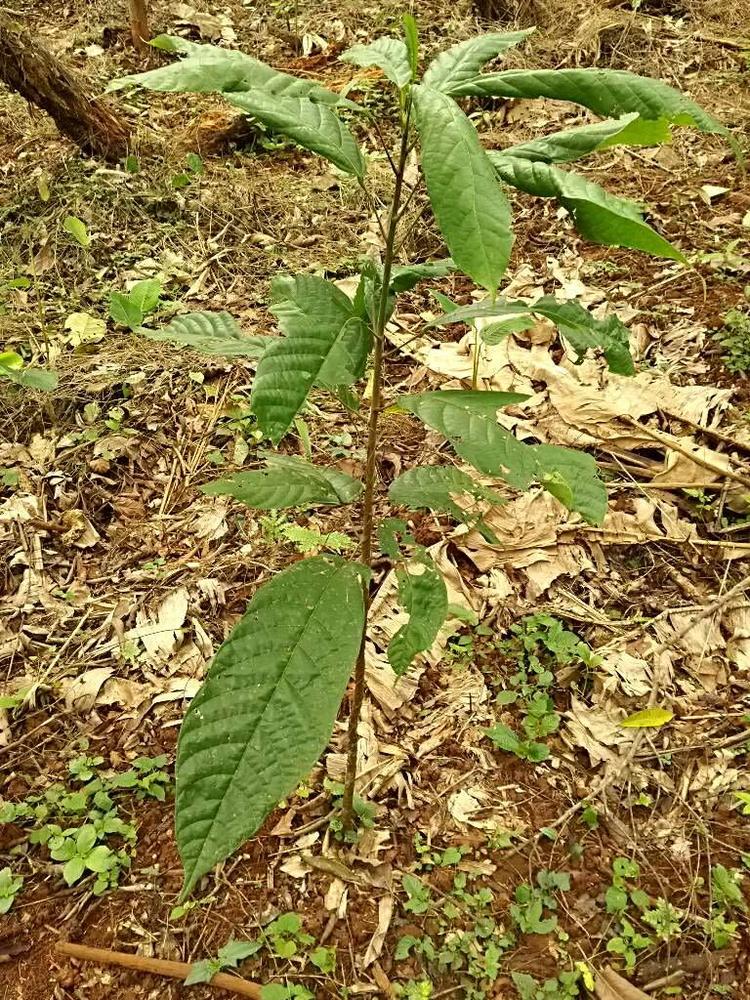 tree image