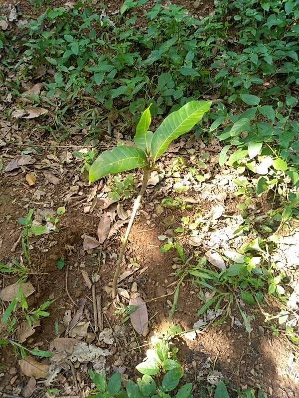 tree image