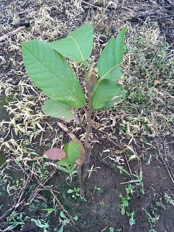 tree image