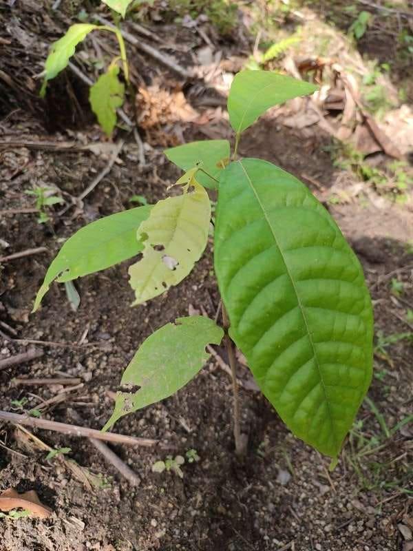 tree image