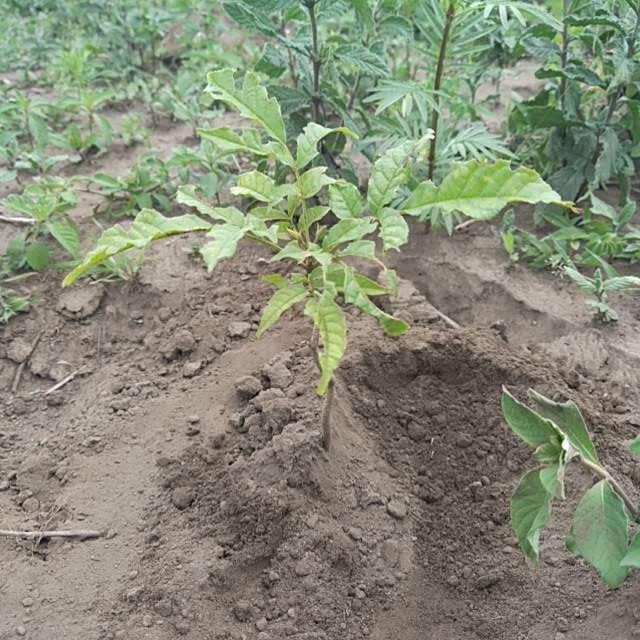 tree image