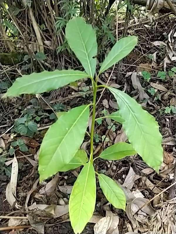 tree image
