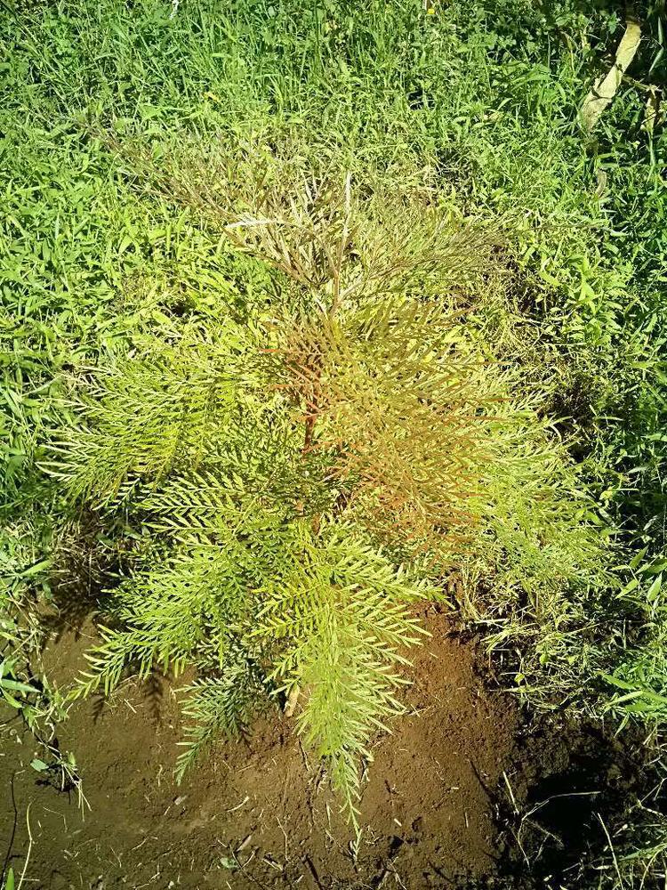 tree image