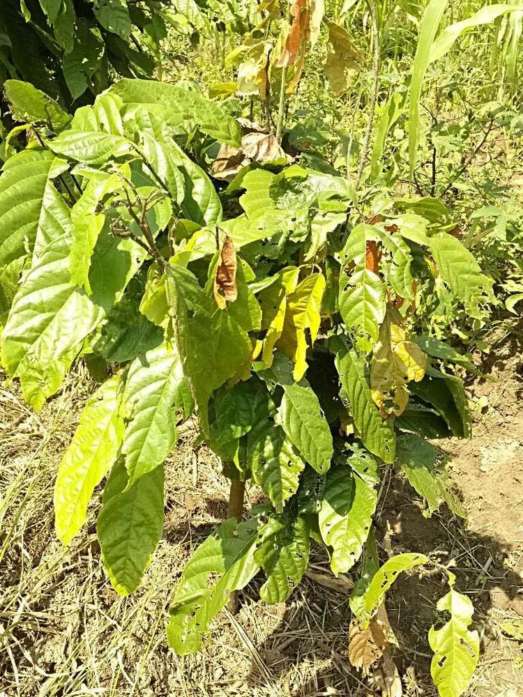 tree image