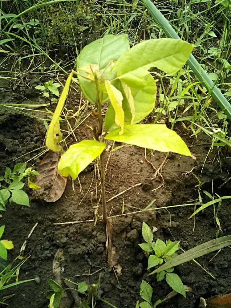 tree image