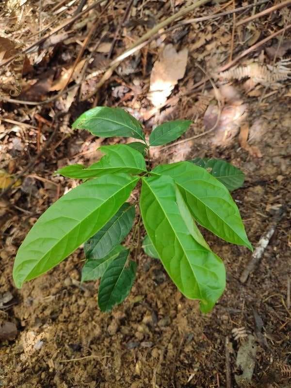 tree image