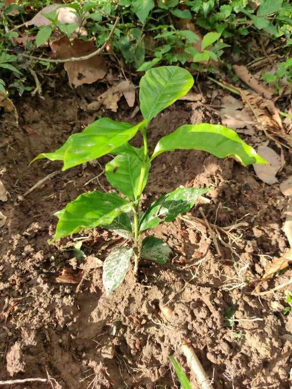 tree image