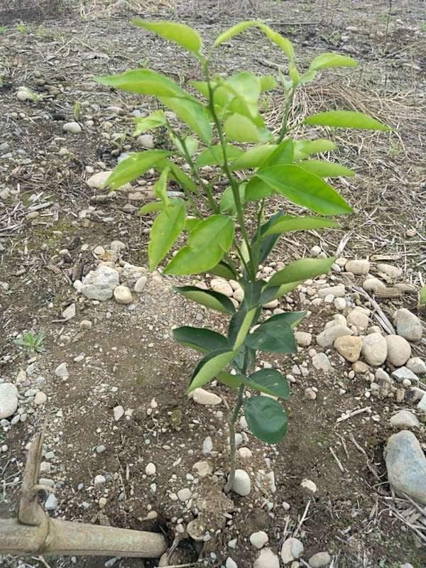 tree image