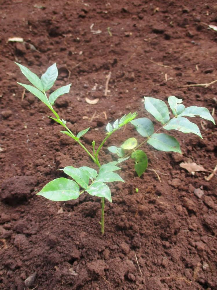 tree image