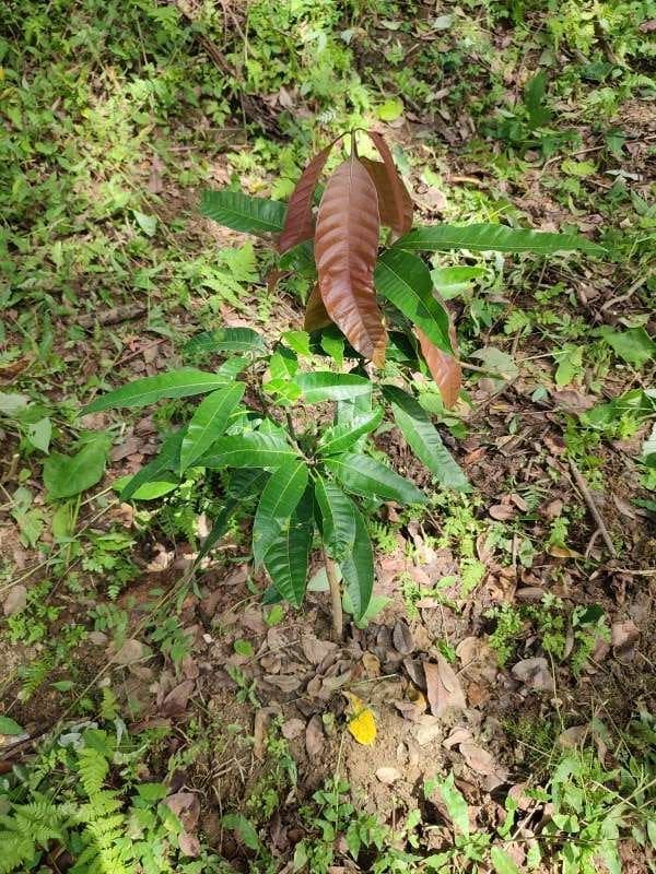 tree image