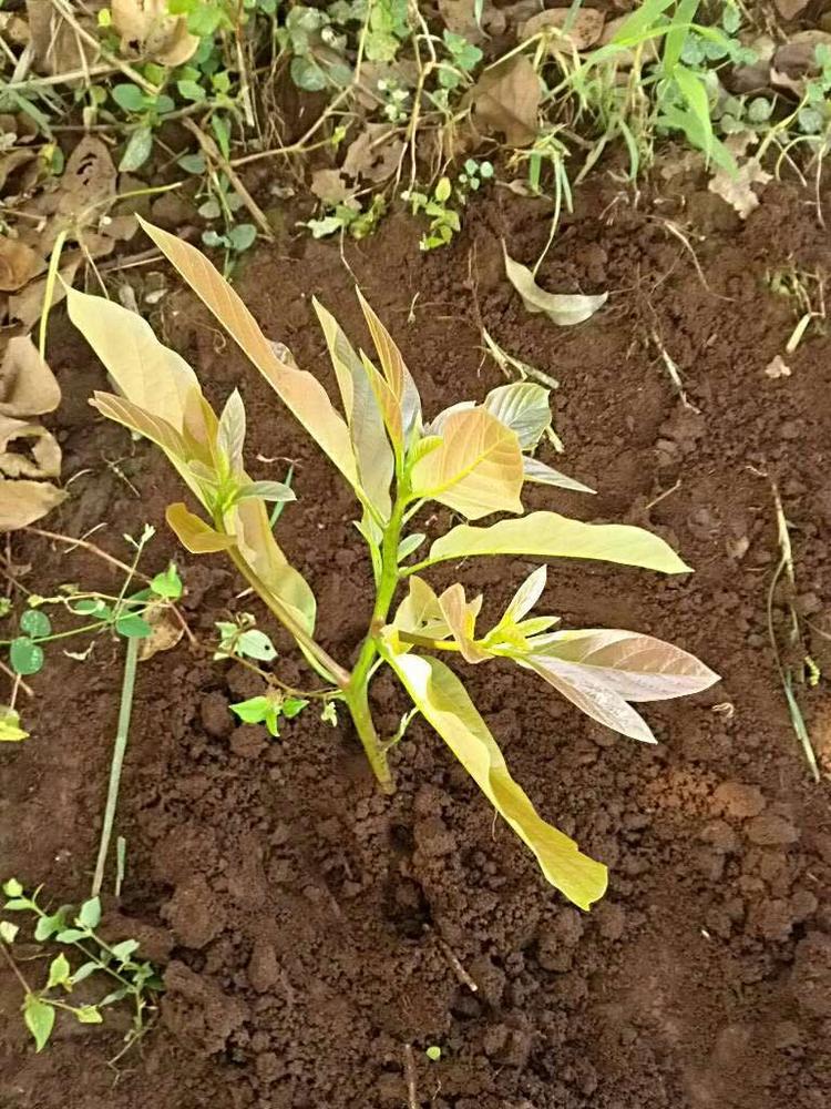 tree image