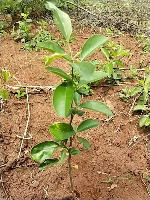 tree image