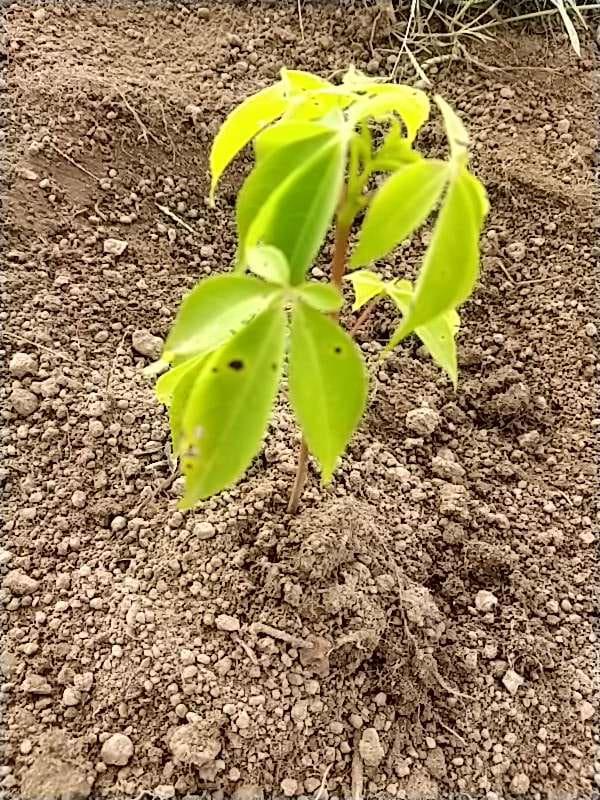 tree image