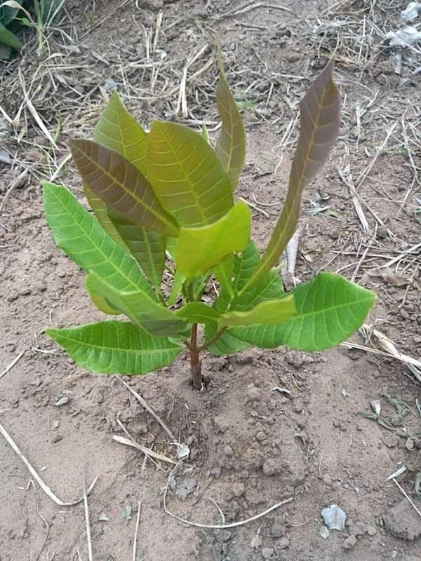 tree image