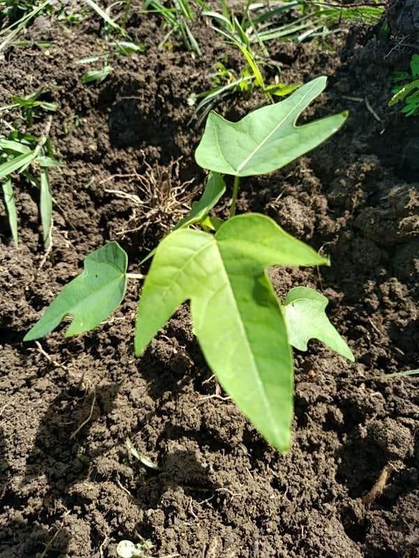tree image