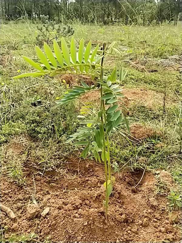 tree image