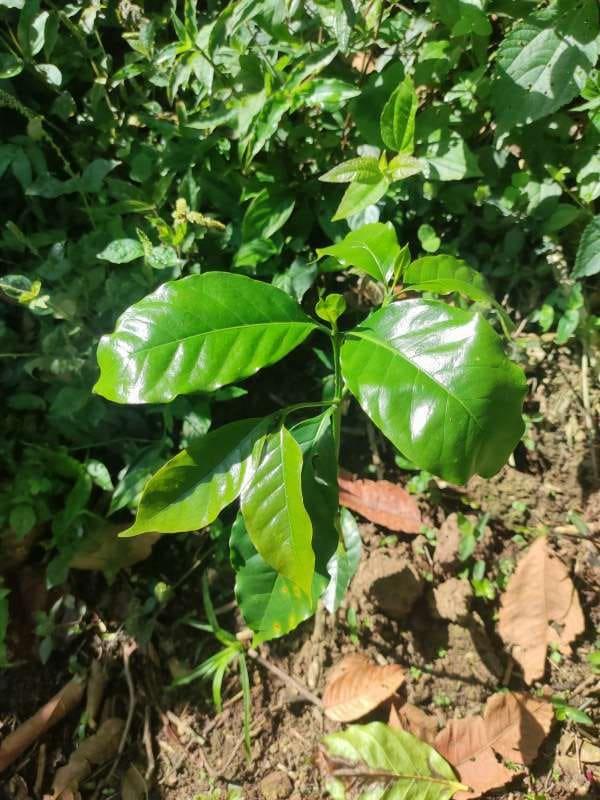 tree image