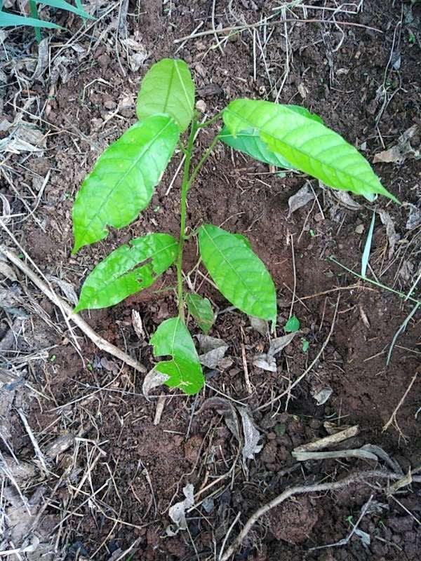 tree image