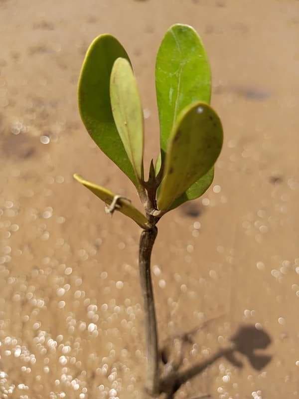 tree image