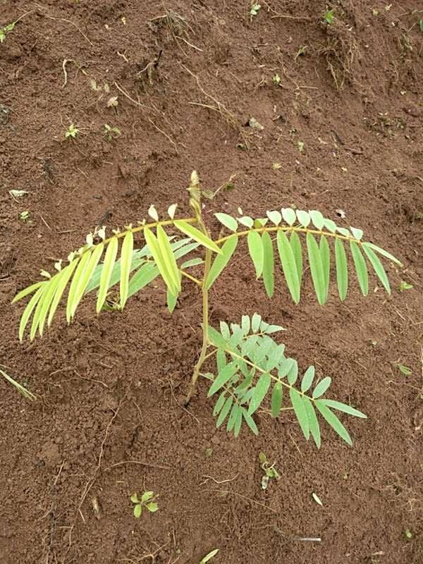 tree image