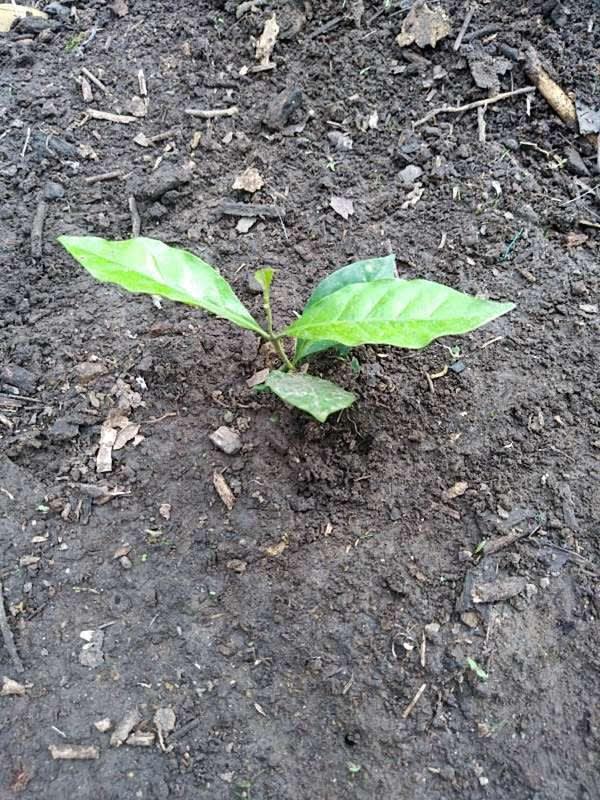 tree image