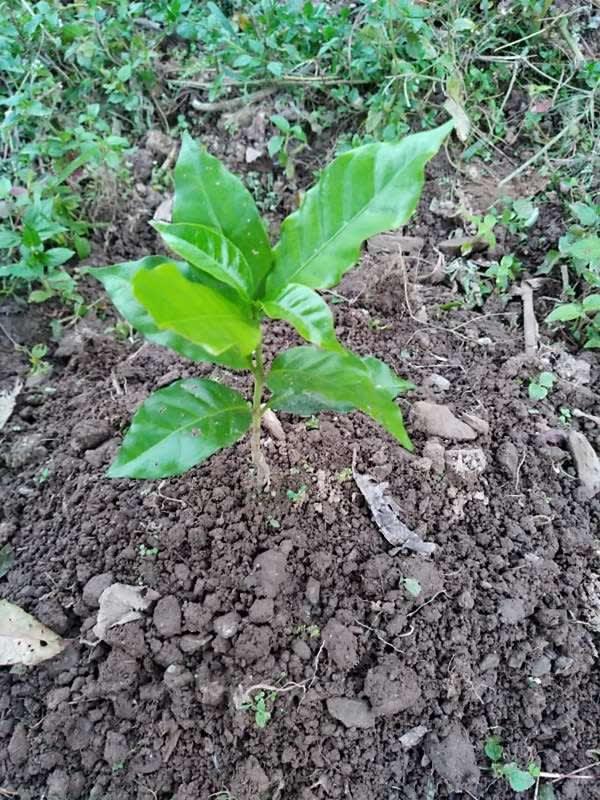 tree image