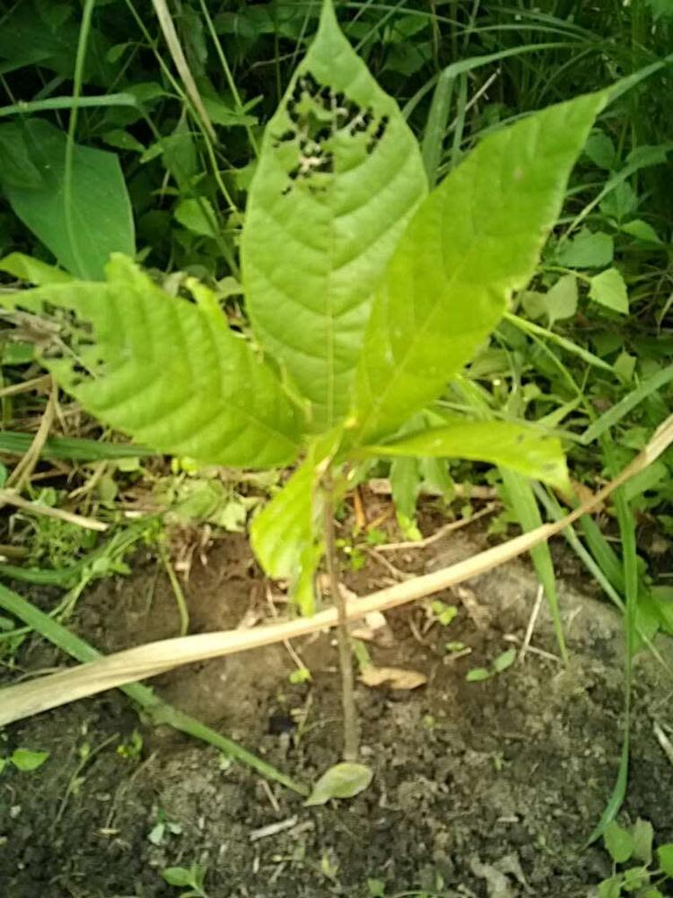 tree image