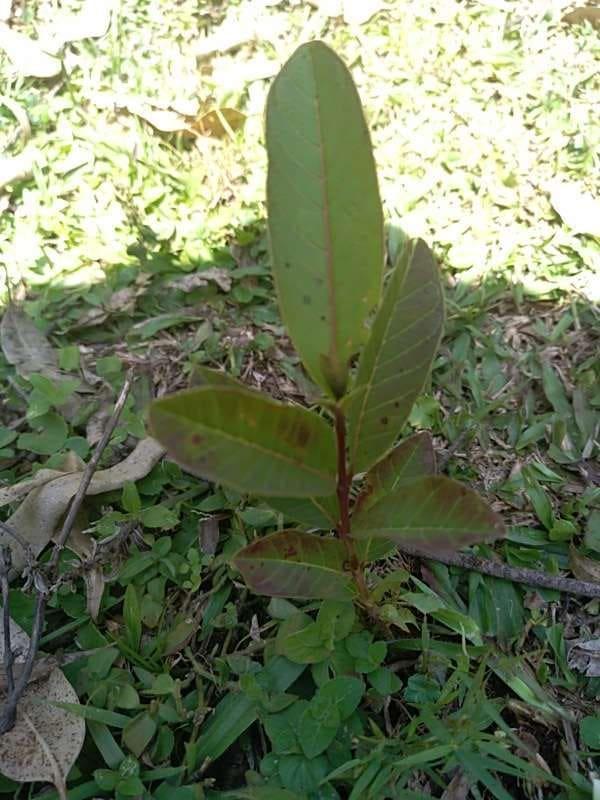 tree image