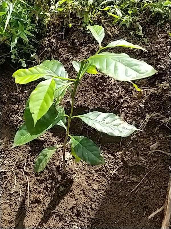 tree image