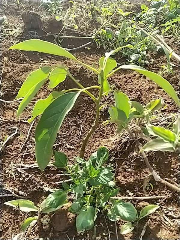 tree image